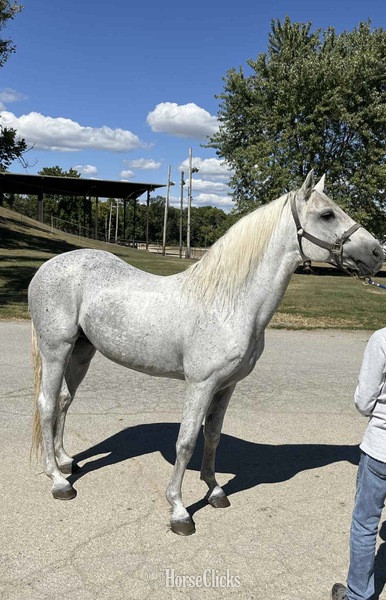 Grey 14.3hh Rocky Mountain Stallion in Kentucky