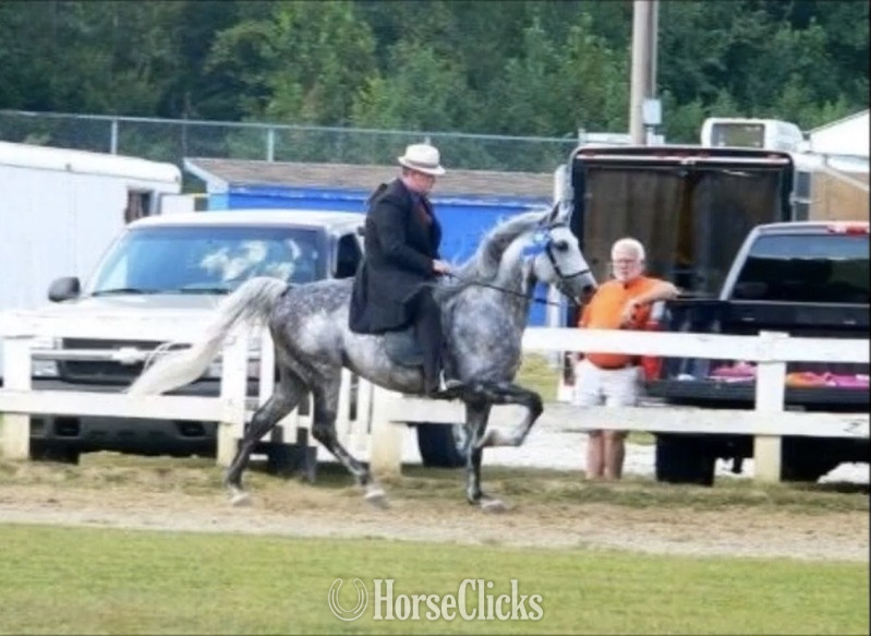 Grey 14.3hh Rocky Mountain Stallion