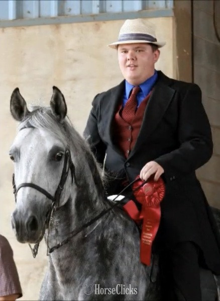 Kentucky Grey 14.3hh Rocky Mountain Stallion