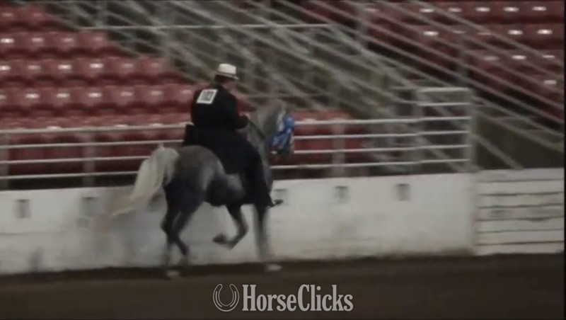 Grey 14.3hh Rocky Mountain Stallion - Rocky Mountain in Kentucky