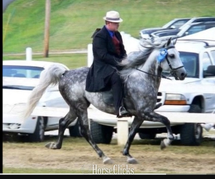 Grey 14.3hh Rocky Mountain Stallion - Rocky Mountain