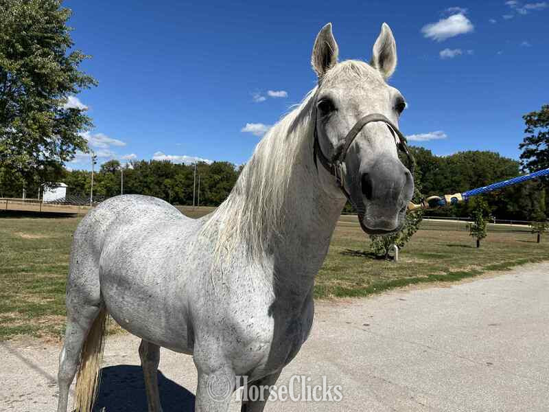 Grey 14.3hh Rocky Mountain Stallion Kentucky