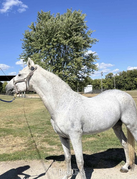 Rocky Mountain - Grey 14.3hh Rocky Mountain Stallion in Kentucky
