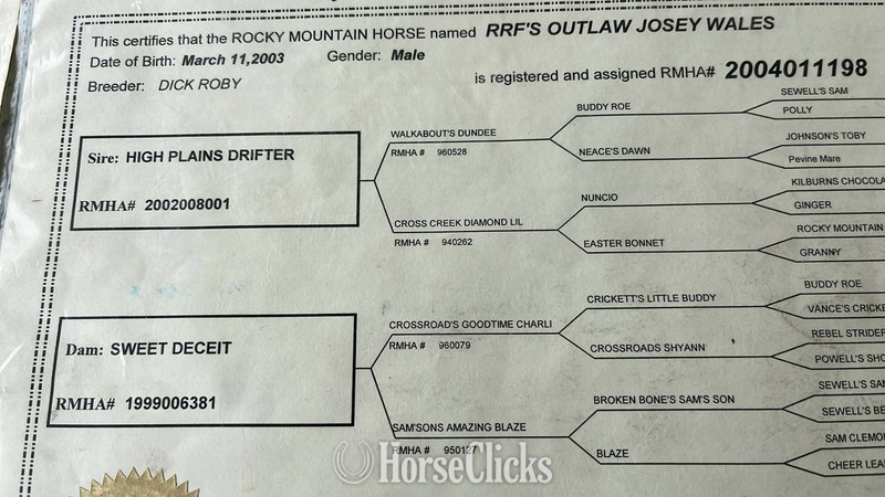 Rocky Mountain - Grey 14.3hh Rocky Mountain Stallion