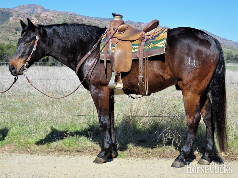 "BLACK BERTS AMOS" Brown Gelding Quarter Horse in California