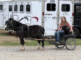 "Ozzy" Black Gelding Pony