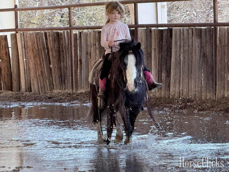 "Ozzy" Black Gelding Pony