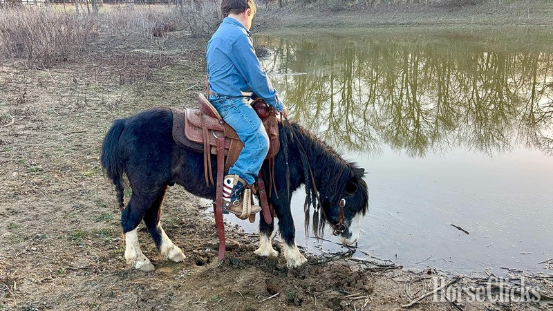 Texas "Ozzy" Black Gelding Pony