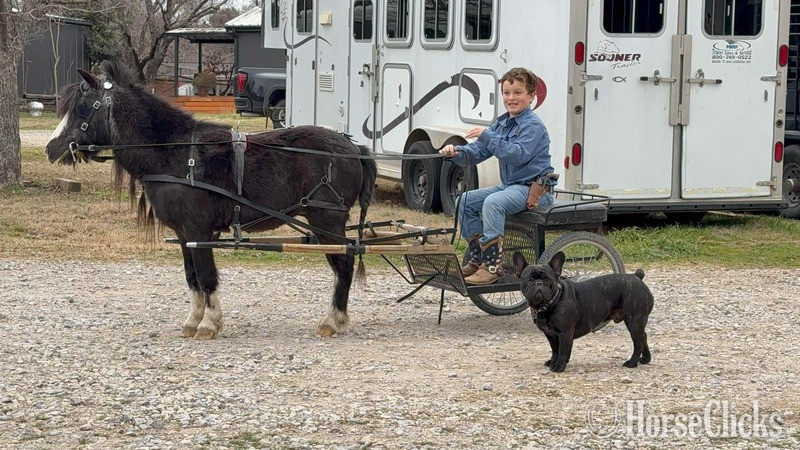 "Ozzy" Black Gelding Pony - Pony in Texas