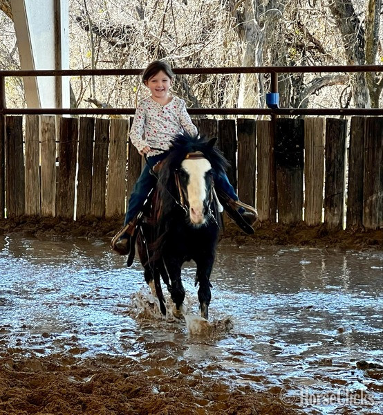 "Ozzy" Black Gelding Pony - Pony
