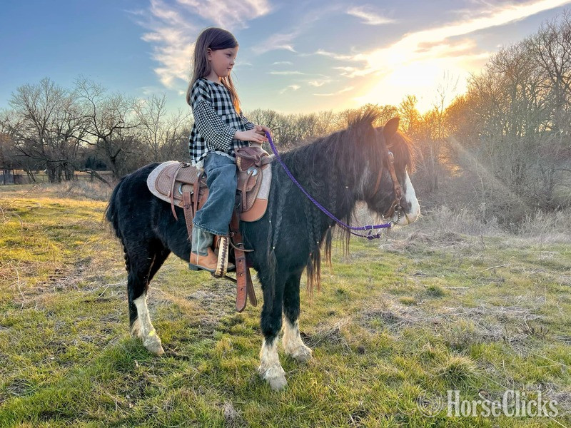 "Ozzy" Black Gelding Pony Texas