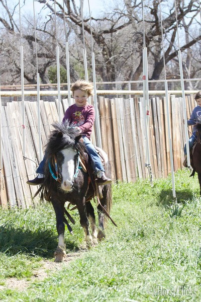 Pony - "Ozzy" Black Gelding Pony in Texas
