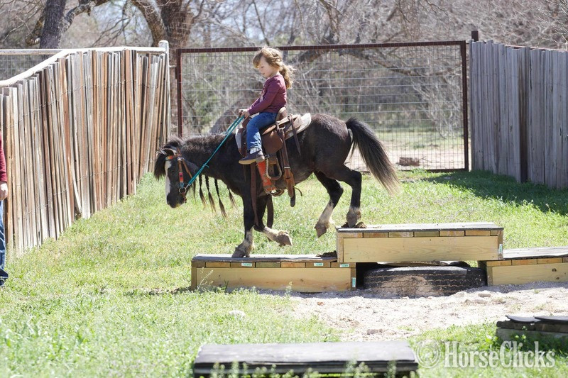 Pony - "Ozzy" Black Gelding Pony