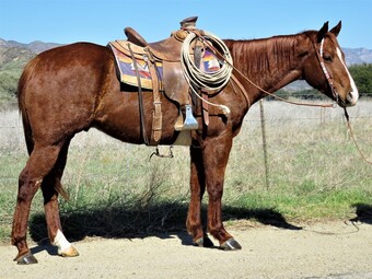 "SIGN A SMASH CASHJET" Sorrel Gelding Quarter Horse