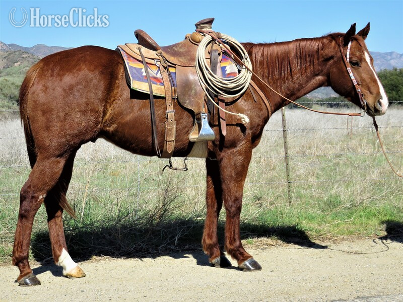 "SIGN A SMASH CASHJET" Sorrel Gelding Quarter Horse in California