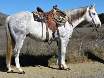 "PVF NAWAT HANK" Grey Gelding Quarter Horse