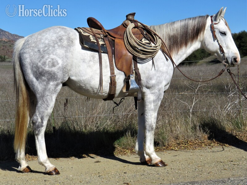 "PVF NAWAT HANK" Grey Gelding Quarter Horse in California