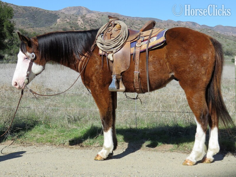 "PHANTOM" Bay Gelding Paint in California