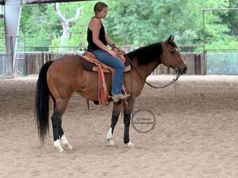"Melody" Bay Mare Quarter Horse