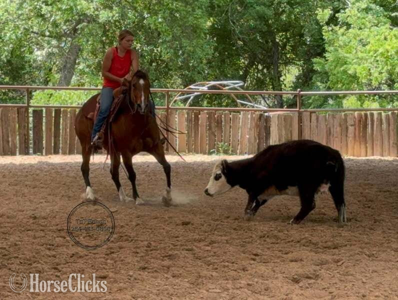 "Melody" Bay Mare Quarter Horse - Quarter Horse