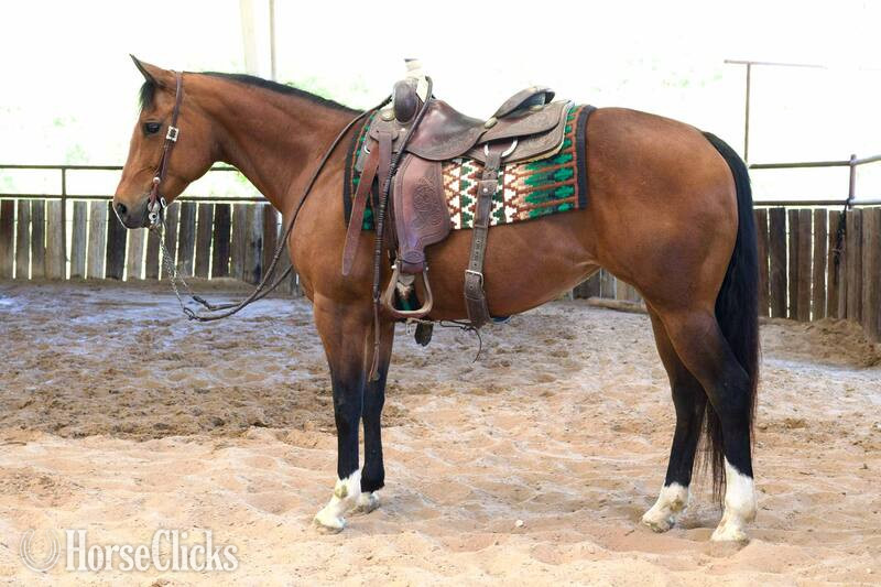 "Melody" Bay Mare Quarter Horse Texas
