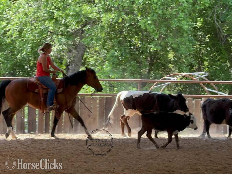 Quarter Horse - "Melody" Bay Mare Quarter Horse in Texas