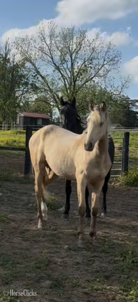 "KC I'm A Class Act In Paris" Buckskin Filly Rocky Mountain