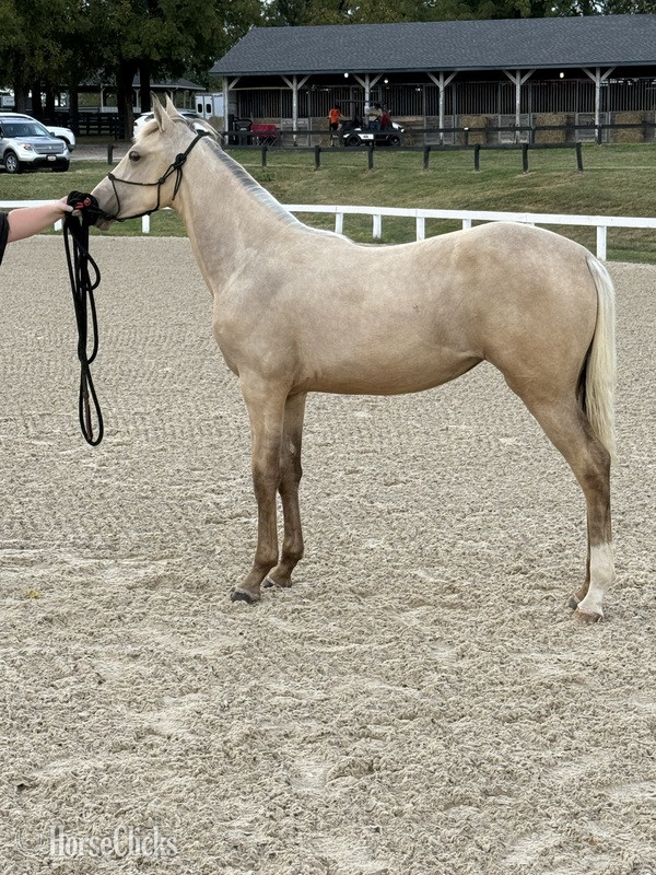 Kentucky "KC I'm A Class Act In Paris" Buckskin Filly Rocky Mountain