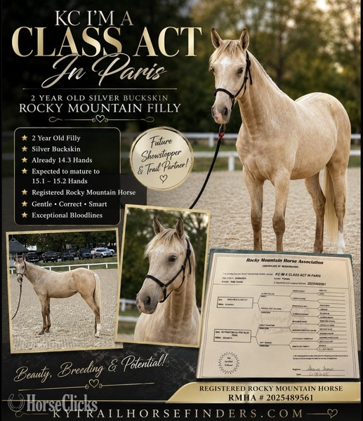 "KC I'm A Class Act In Paris" Buckskin Filly Rocky Mountain in Kentucky