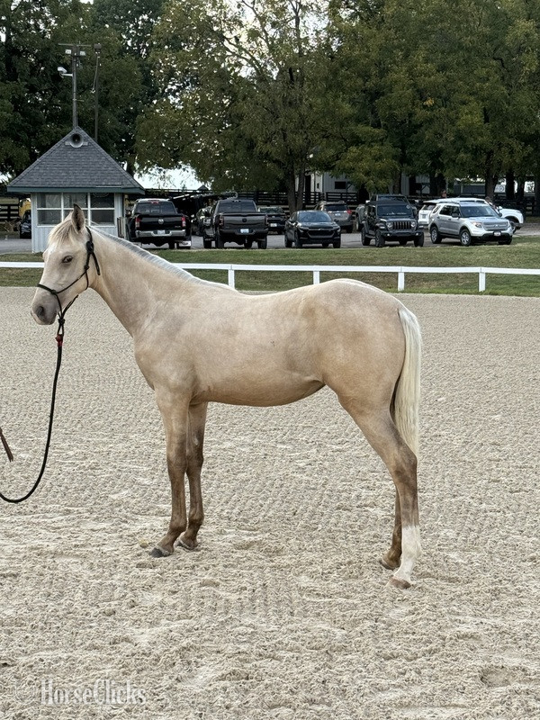 "KC I'm A Class Act In Paris" Buckskin Filly Rocky Mountain