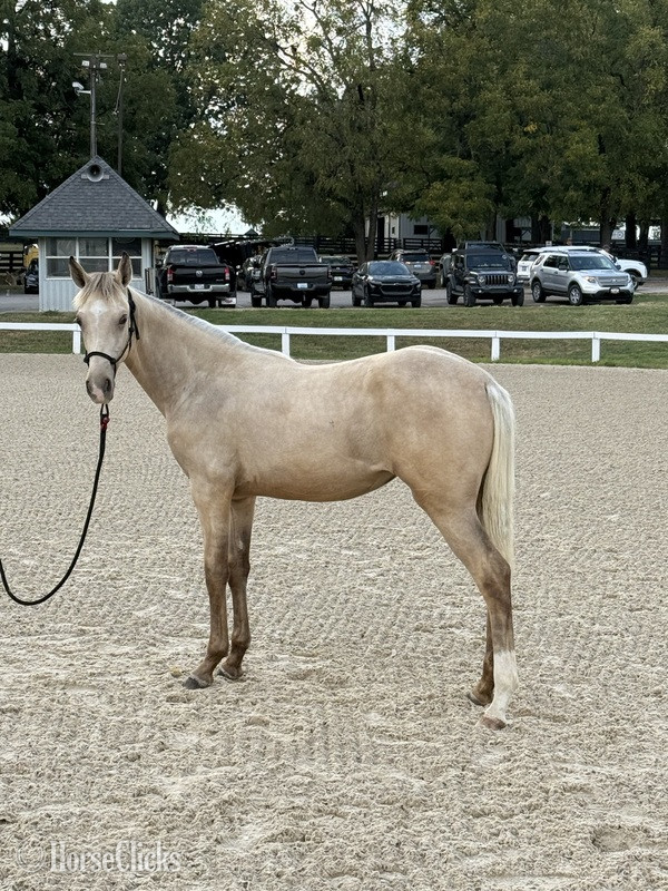 "KC I'm A Class Act In Paris" Buckskin Filly Rocky Mountain - Rocky Mountain in Kentucky