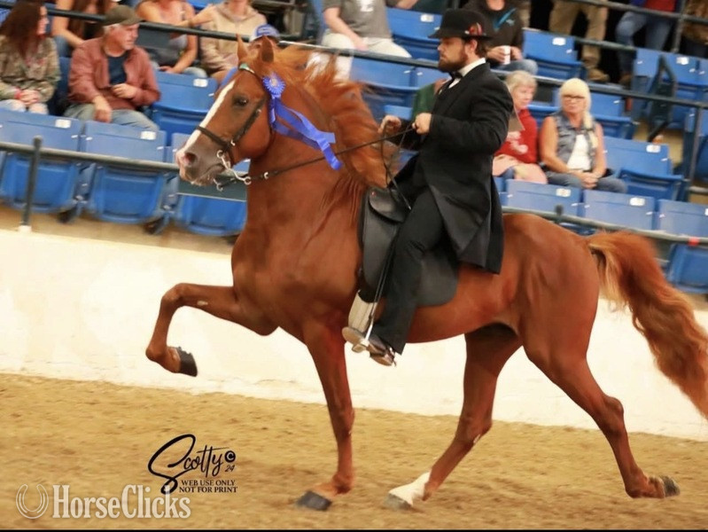 "KC I'm A Class Act In Paris" Buckskin Filly Rocky Mountain - Rocky Mountain