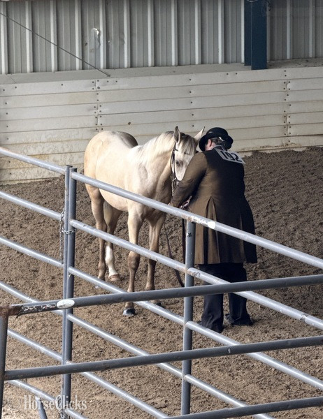 Rocky Mountain - "KC I'm A Class Act In Paris" Buckskin Filly Rocky Mountain in Kentucky