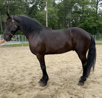 "Black" Black Gelding Friesian