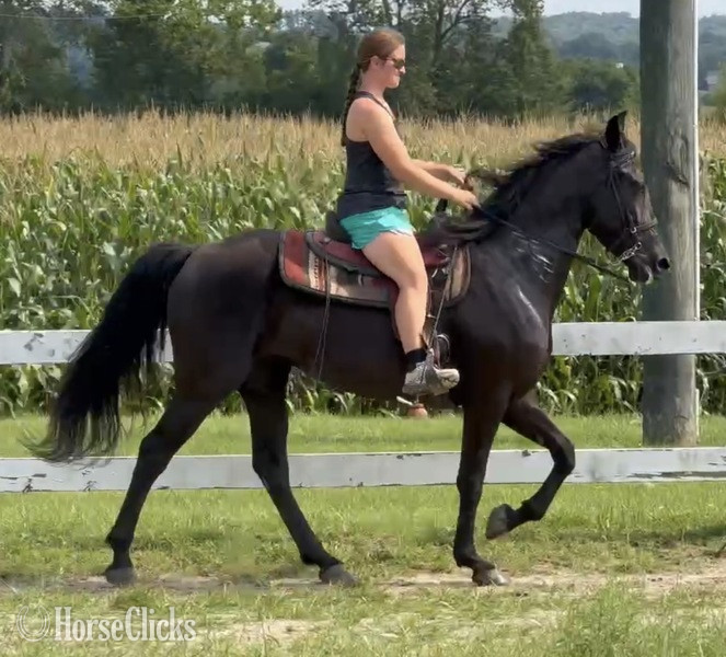 "Venture?s Call Me Midnight ?Macie?" Black Mare Rocky Mountain in Kentucky