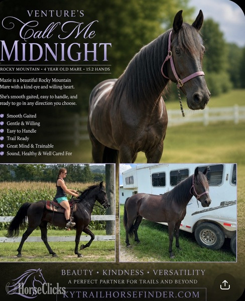 "Ventures Call Me Midnight Mazie" Black Mare Rocky Mountain in Kentucky
