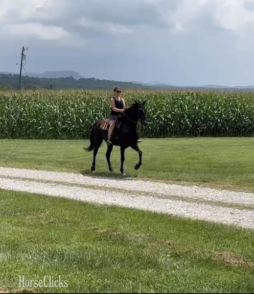 "Venture?s Call Me Midnight ?Macie?" Black Mare Rocky Mountain