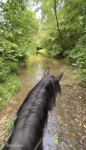"Venture?s Call Me Midnight ?Macie?" Black Mare Rocky Mountain - Rocky Mountain in Kentucky