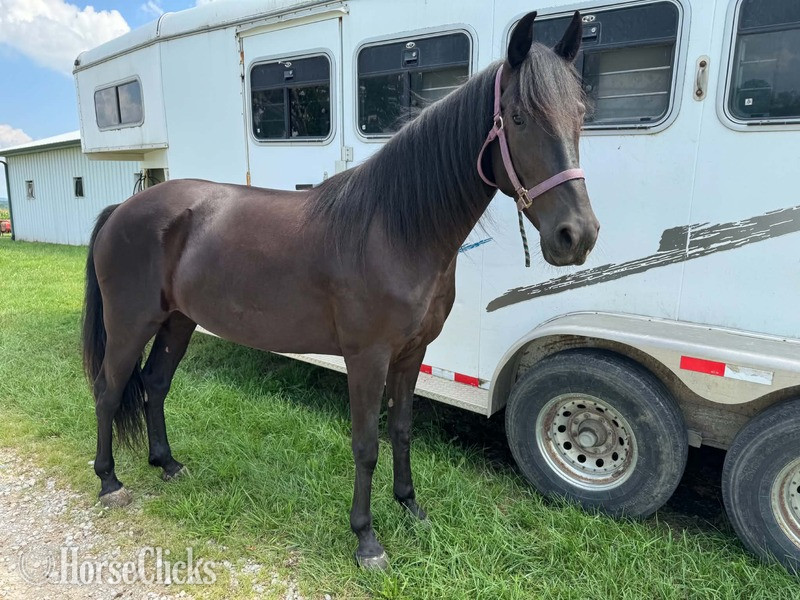 "Venture?s Call Me Midnight ?Macie?" Black Mare Rocky Mountain - Rocky Mountain