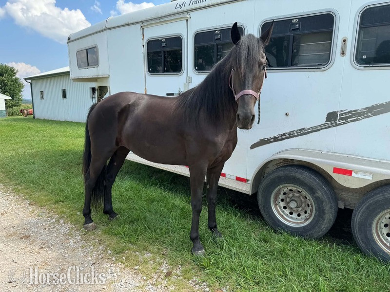 "Venture?s Call Me Midnight ?Macie?" Black Mare Rocky Mountain Kentucky