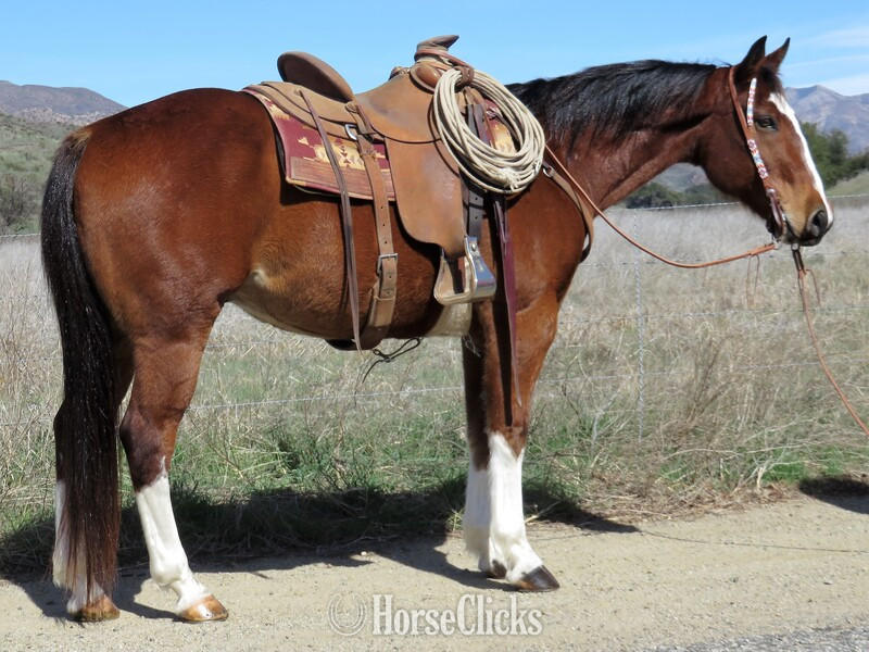 "T-BONE" Bay Gelding Quarter Horse in California