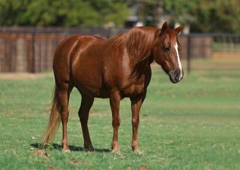 "Milkshake" Sorrel Mare Quarter Pony