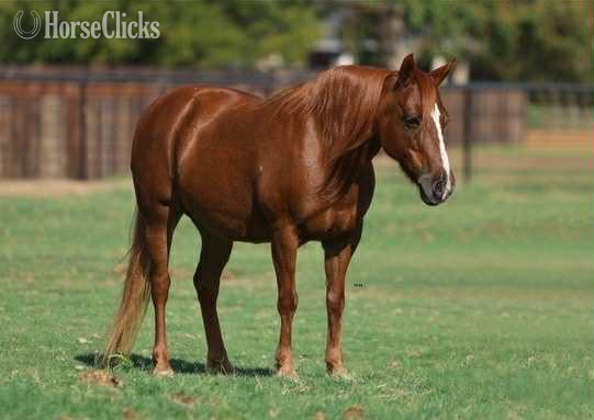 "Milkshake" Sorrel Mare Quarter Pony in Texas