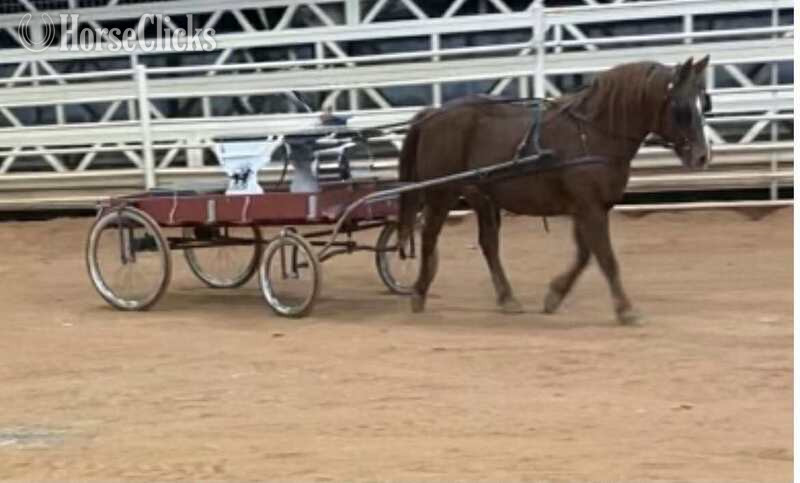 "Milkshake" Sorrel Mare Quarter Pony