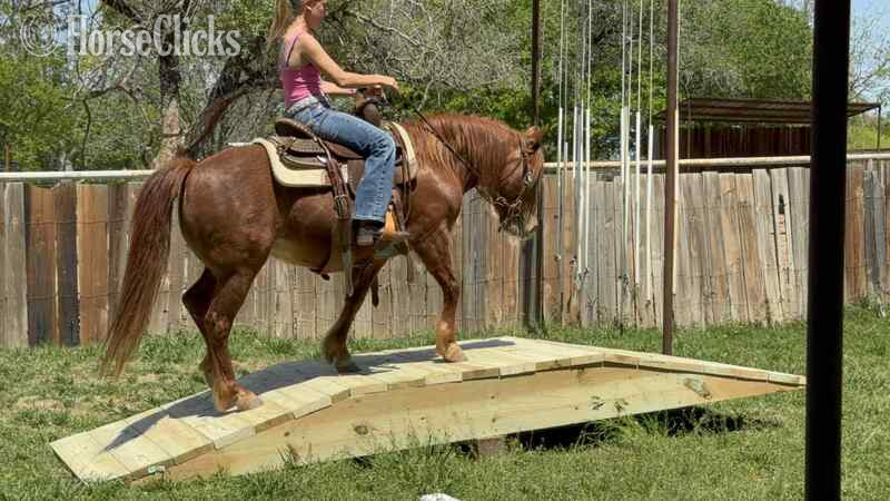 Texas "Milkshake" Sorrel Mare Quarter Pony