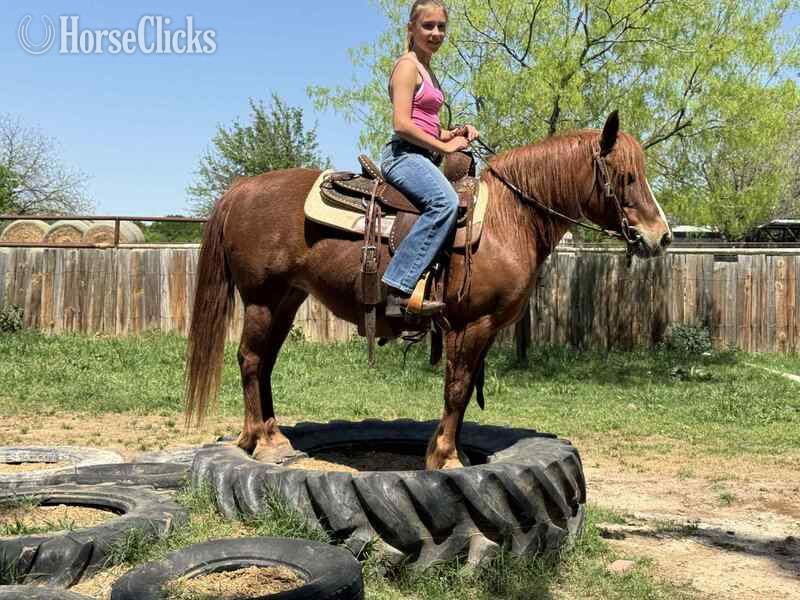 "Milkshake" Sorrel Mare Quarter Pony - Quarter Pony in Texas