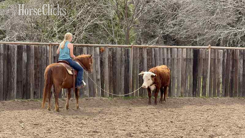 "Milkshake" Sorrel Mare Quarter Pony - Quarter Pony