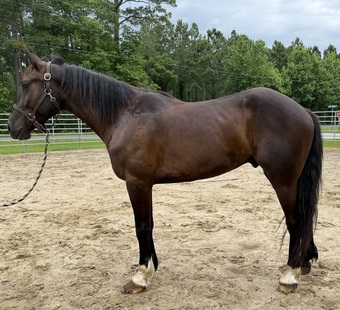 "Bay" Bay Gelding Draft