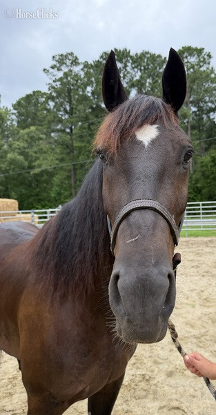 North Carolina "Bay" Bay Gelding Draft