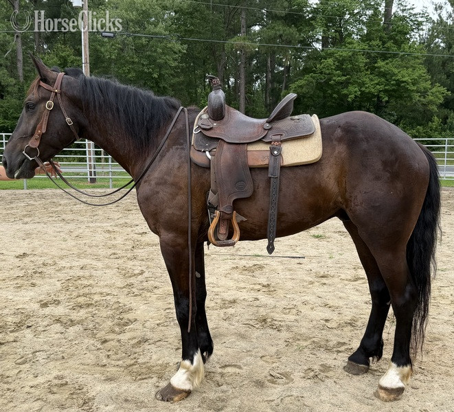 "Bay" Bay Gelding Draft - Draft in North Carolina